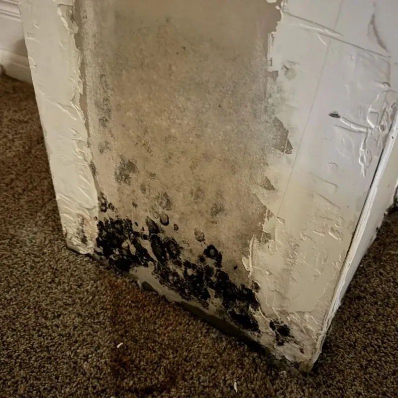 Professional Mold Removal in Middle Island, NY